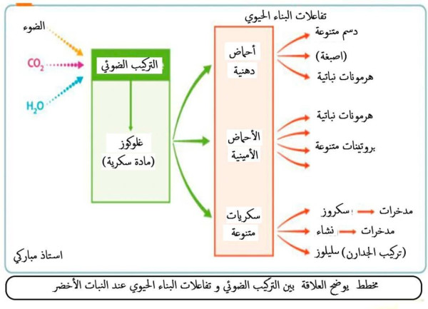 مخطط يوضح العلاقة بين التركيب الضوئي و التركيب الحيوي عند النبات الاخضر أولى ثانوي